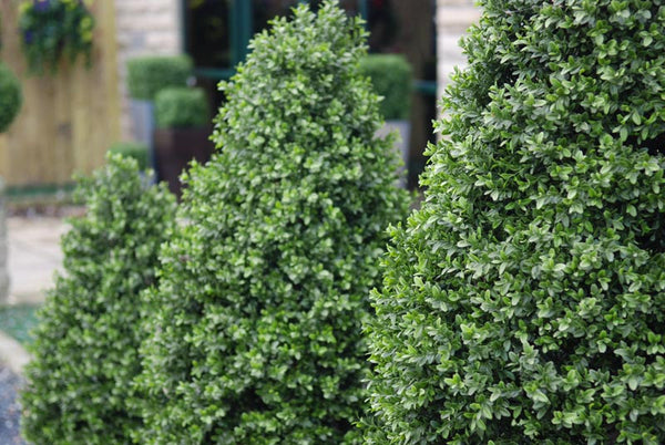 Artificial Boxwood Buxus Shrubs and Trees