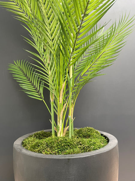 Parlour Palm In Natural Black Fibrestone Jesslyn Planter - Artificial Green